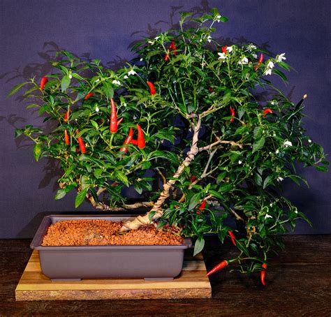 Pepper Tree Bonsai