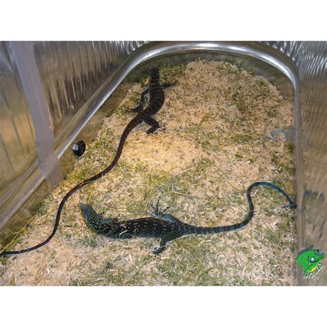 Blue Tree Monitor - Adult - Strictly Reptiles