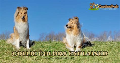 smooth  rough collie colors explained  detail canine pals