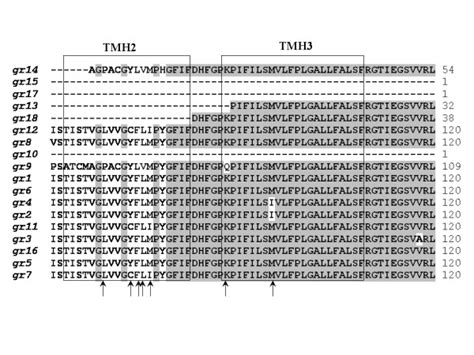 Protein sequence alignments of gene with transmembrane regions. Protein ...