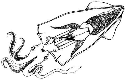 38 internal squid anatomy diagram - Diagram For You
