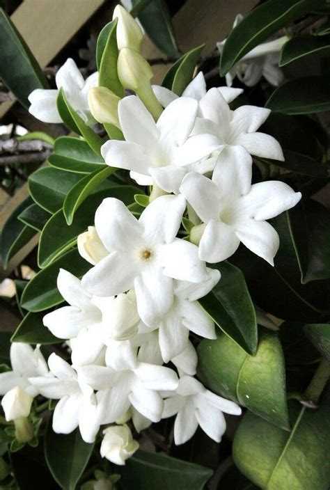 Stephanotis Floribunda Madagascar Jasmine Vine Rare Exotic Flower Seed 10 Seeds Artofit