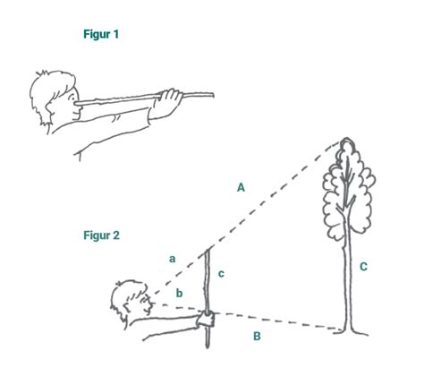 Höjdmätning med en pinne Skogen i Skolan