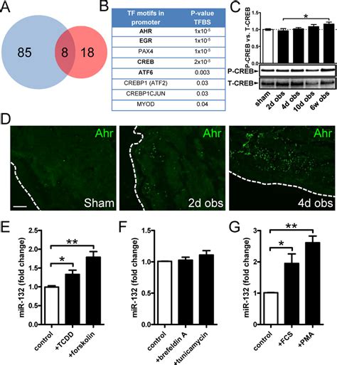 Bioinformatics Analysis Points To The Involvement Of Ahr In Mir