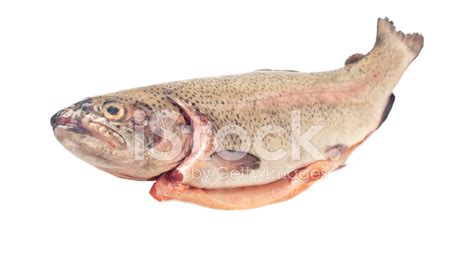 Rainbow Trout Oncorhynchus Mykiss Whole Eviscerated Isolated Stock