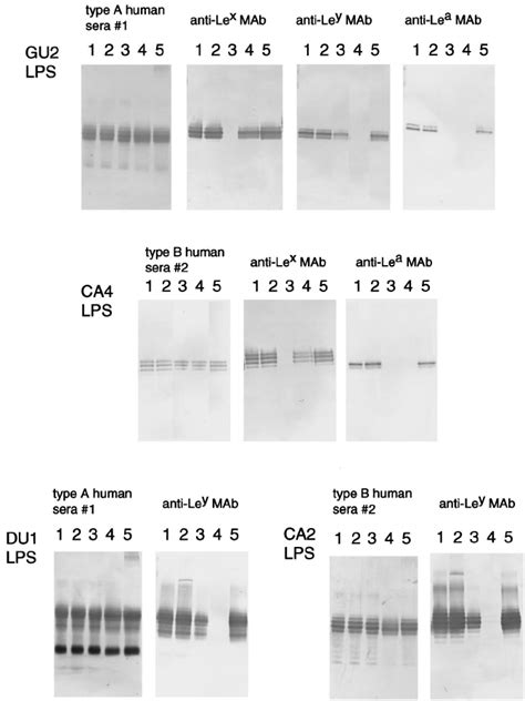 Reactivities Of Anti Lewis Antigen MAbs And Human Sera To H Pylori LPS