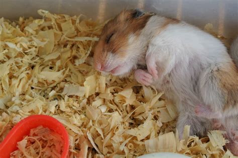 Diy Hamster Bedding