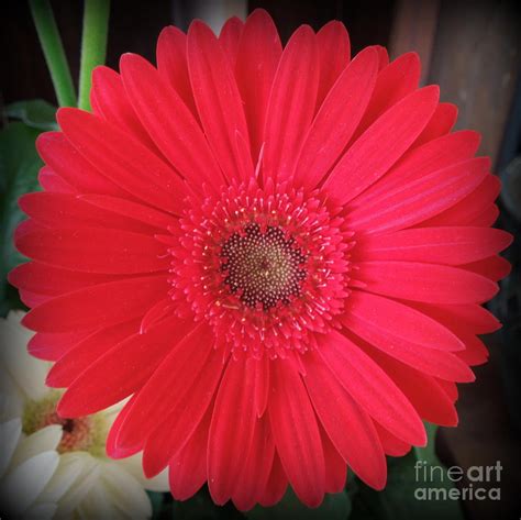 Round Red Flower Photograph By Renee Trenholm