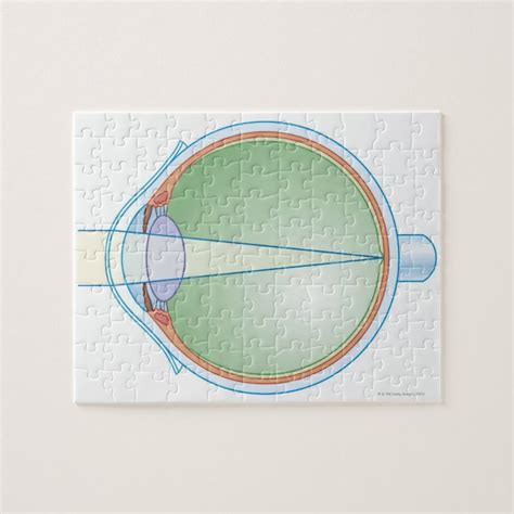 Anatomy Of The Eye Jigsaw Puzzle Zazzle