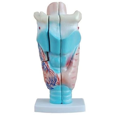 Buy 1 1 Professional Magnified Human Larynx Joint Medical Simulation