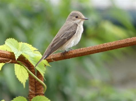 Sunday 25th June 2023 Cornwall Birds CBWPS