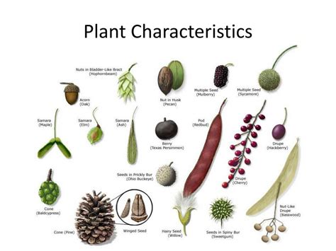 Ppt Plant Dichotomous Key Powerpoint Presentation Free Download Id