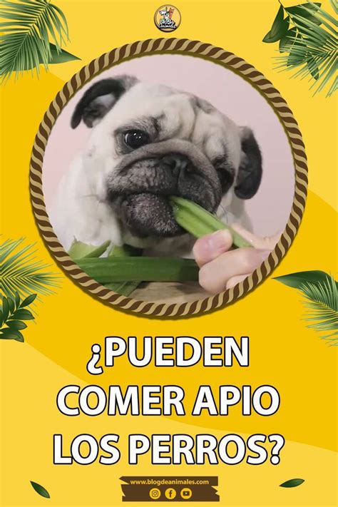 Los Perros Pueden Comer Apio