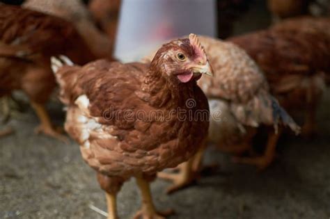 Criação De Frangos Ao Ar Livre Em Celeiro Imagem de Stock Imagem de