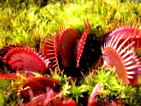 Fiche de culture La dionée Dionaea muscipula PhagoPhytos