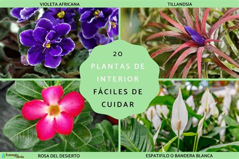 Plantas De Interior F Ciles De Cuidar Descubre Los Nombres Y Fotos