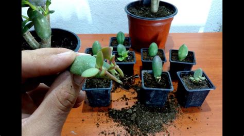 How To Grow Jade Plant From Single Leaf Youtube