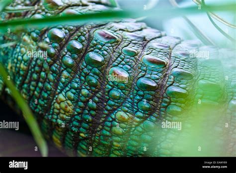 Amazon Caiman Scales High Resolution Stock Photography And Images Alamy