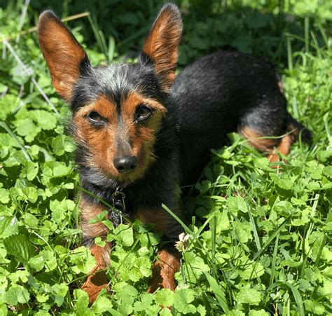 Dorkie Dachshund Yorkshire Terrier Mix Breed Information Guide