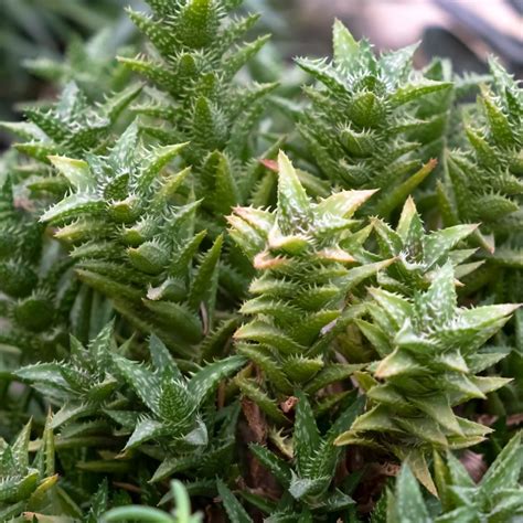 Aloe squarrosa (6cm Pot) - Coolings Garden Centre