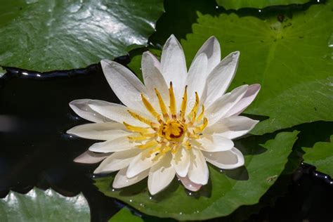 Blossom White Lotus Flower Stock Image Image Of Garden 59965231