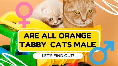 Are All Orange Tabby Cats Always Male Let S Find Out YouTube