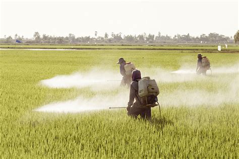 Europa Quiere Reducir A La Mitad El Uso De Pesticidas En 2030