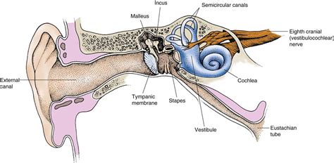 Otorhinolaryngologic Surgery Basicmedical Key