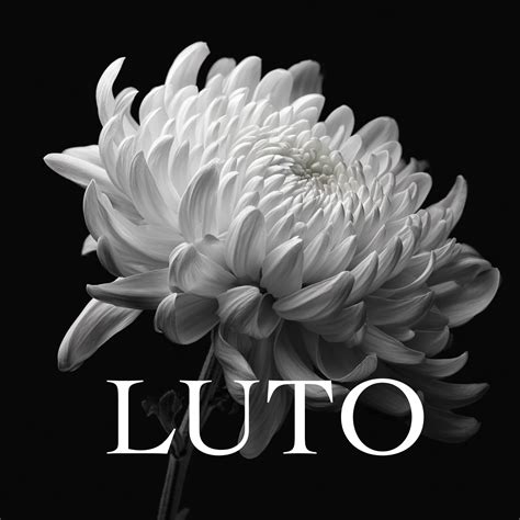 Crisântemo Flor De Morto - Baixar Imagem de Flor de Luto – Crisântemo Branco - Imagens Free