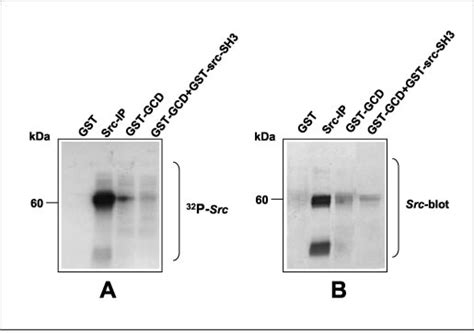 Interaction Of Recombinant Catalytic Domain Gst Fusion Protein