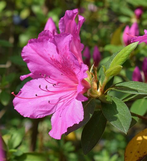 hot pink azalea flower  photo  pixabay