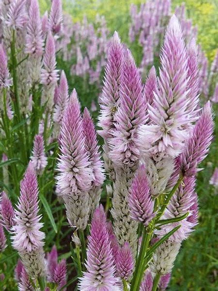 C Losie Celosia Spicata Flamingo Feather Le Jardin Du Pic Vert