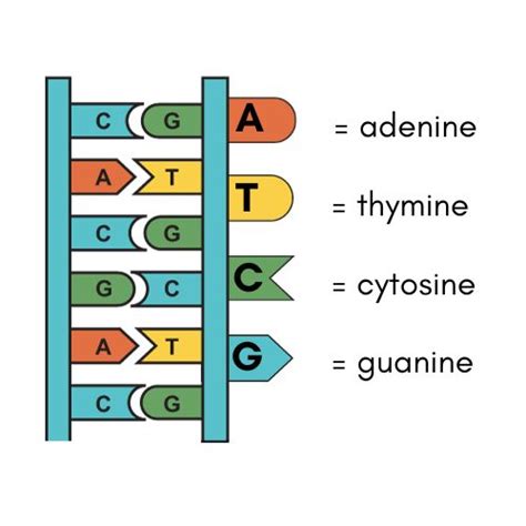 DNA vs RNA: What’s the Difference? - Earth How