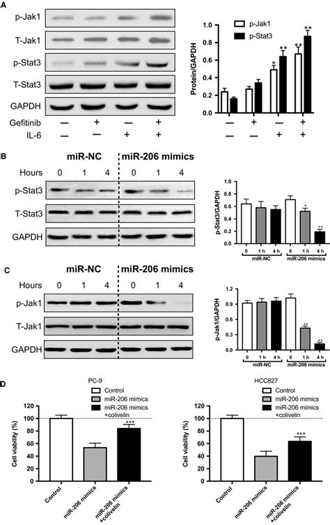 Forced MiR206 Expression Blocked IL6 Jak1 Stat3 Cascade A