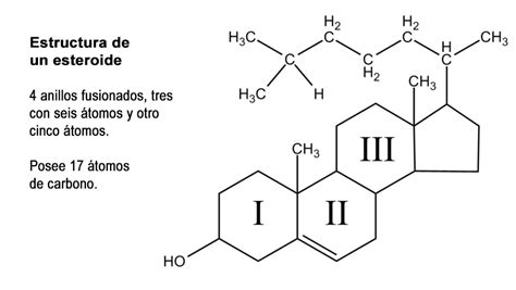 Hormonas Esteroideas Estructura Síntesis Mecanismo De Acción