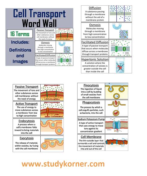 Active Transport and Passive Transport Across A Cell Membrane - StudyPK