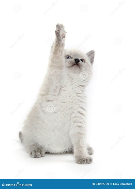 Cute Kitten Playing on White Stock Photo - Image of baby, kitten: 34252730