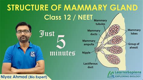 Structure Of Mammary Gland Female Reproductive System Human