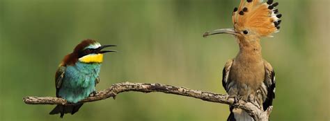 Birdwatching Tours - Algarve Nature Tours