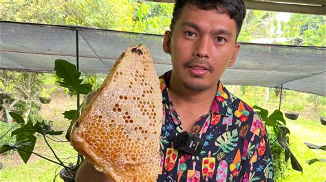 Harvesting Wild Honey At Bamboosan Tupi South Cotabato Youtube