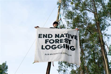 Forest actions continue to halt logging south of Hobart – Bob Brown