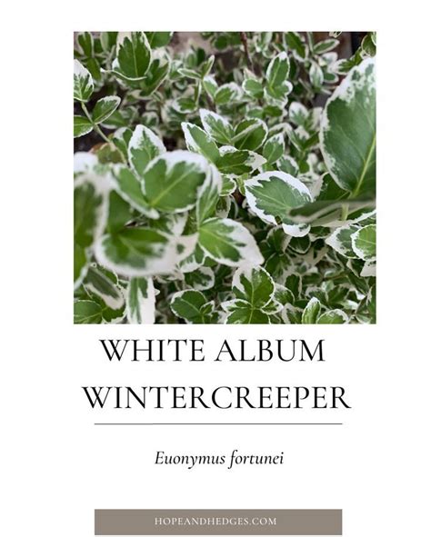 White Album Wintercreeper Euonymus Fortunei A Must Have Evergreen