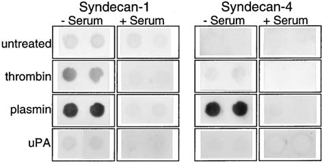 Regulated Shedding Of Syndecan And Ectodomains By Thrombin And