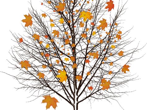 Autumn Tree Transparent PNG PNG Play