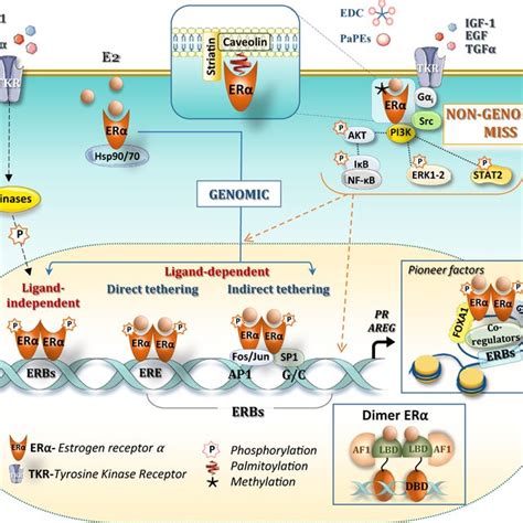 Estrogen Receptor Erα Signaling Classic Erα Signaling Leads To