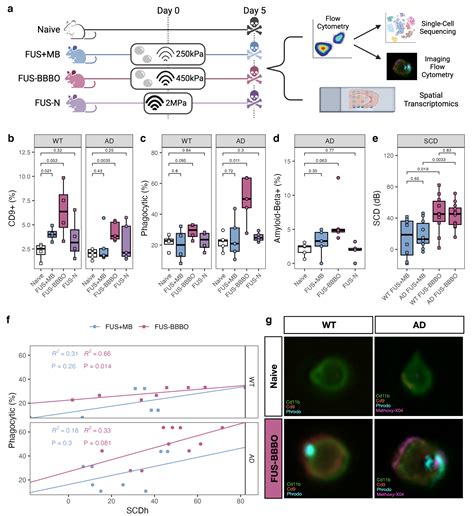 Focused Ultrasound Mediated Bloodbrain Barrier Opening Best Promotes