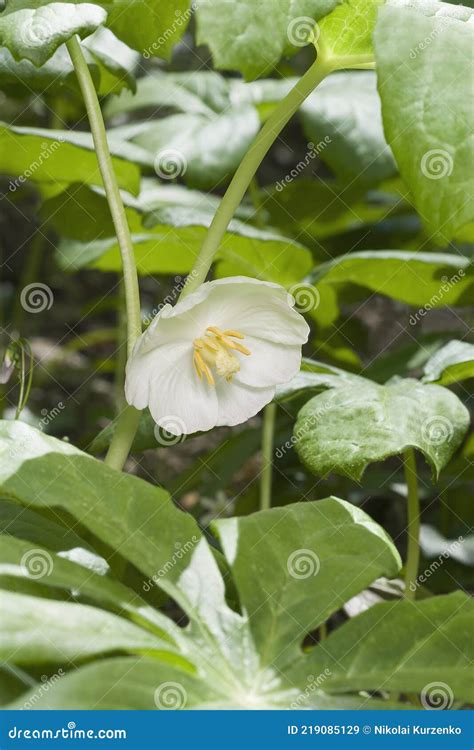 Close Up Image Of Mayapple Plant Stock Image Image Of Angiospermae