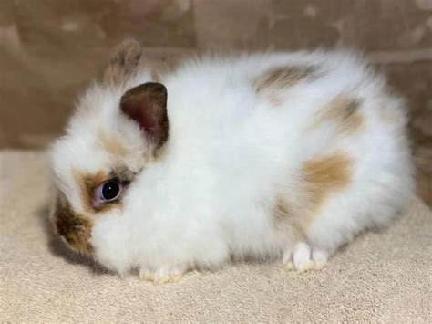 Weeks Old Lionhead Bunnies For Sale Near Chicago Illinois United