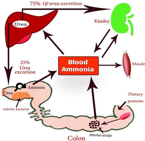 What Does High Ammonia Levels Do To Your Body