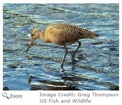 Marbled Godwit - Limosa fedoa - NatureWorks